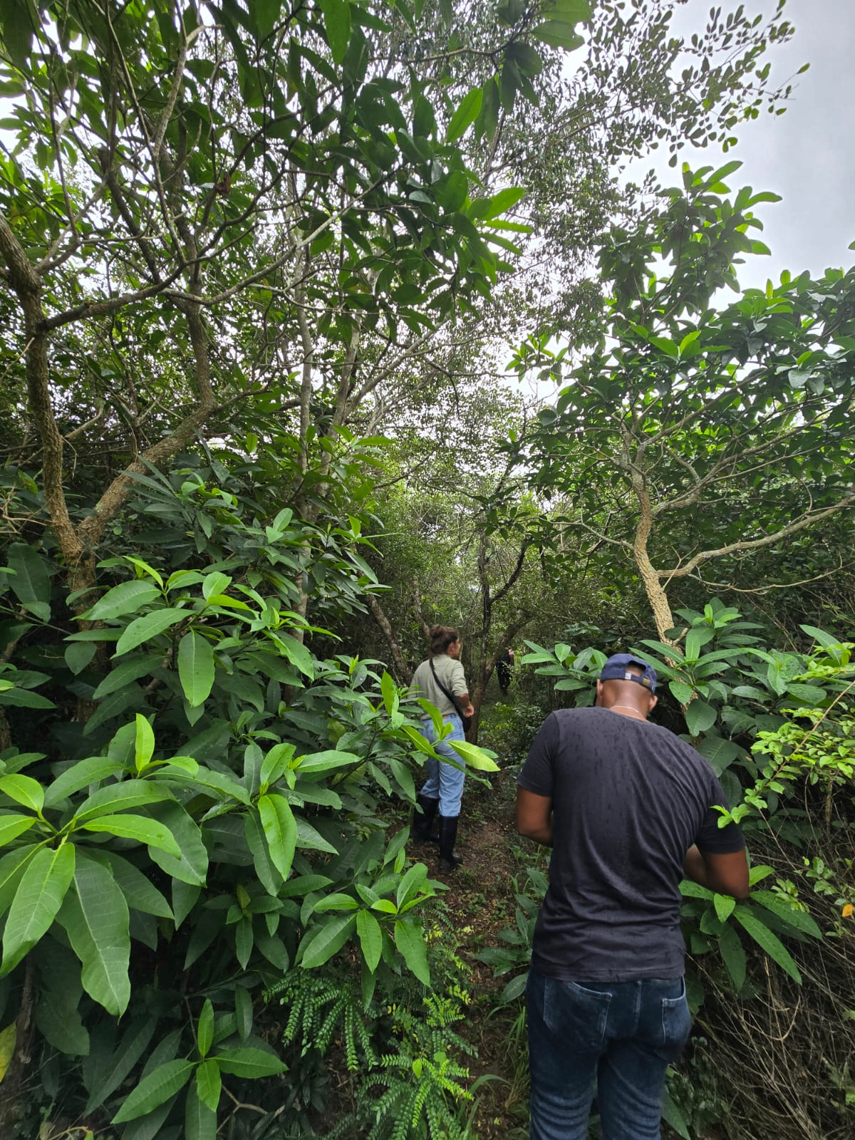 Team walking through the coastal agroforestry coffee site
