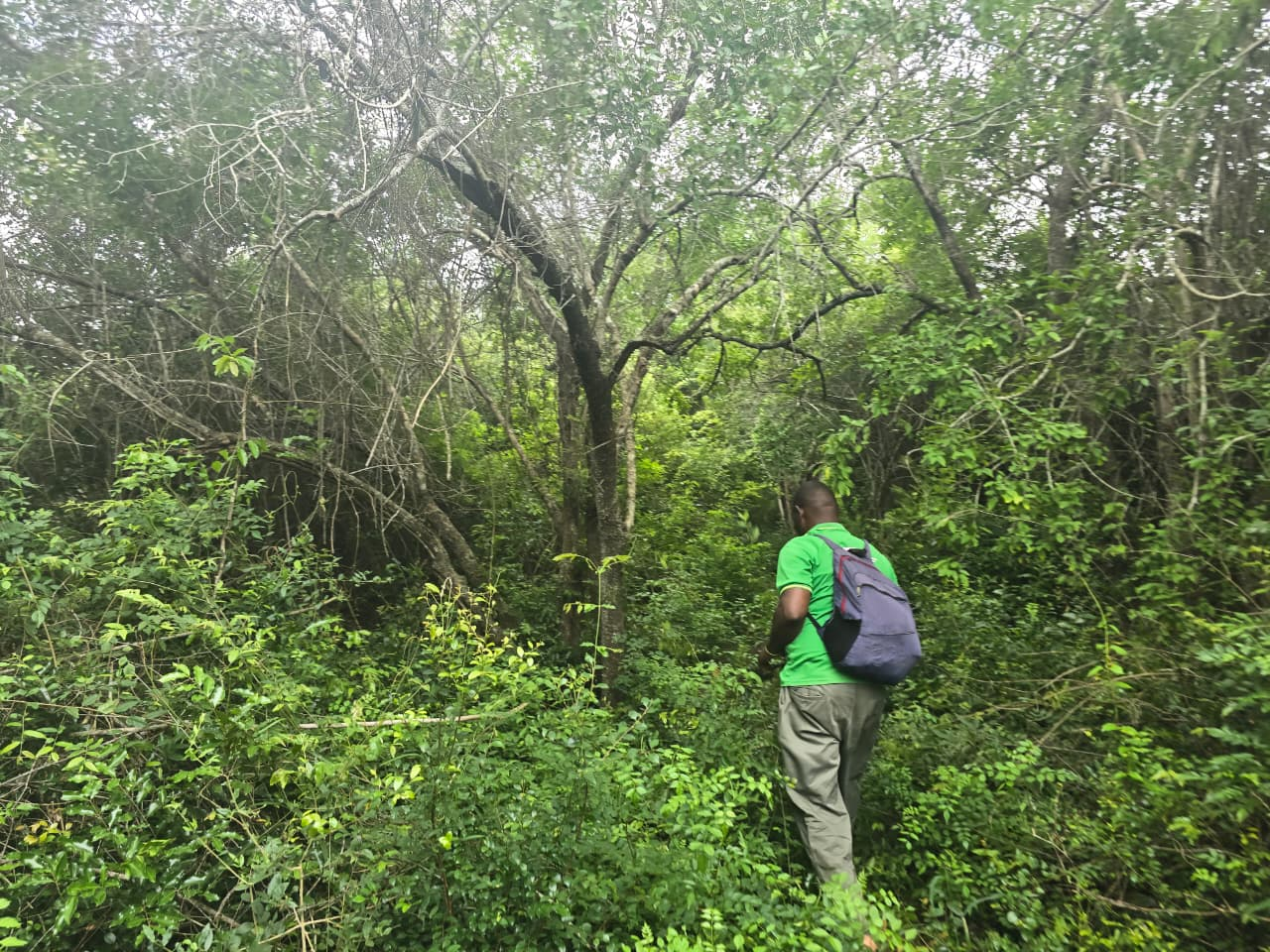 Field visit inside the native forest canopy of the coffee site
