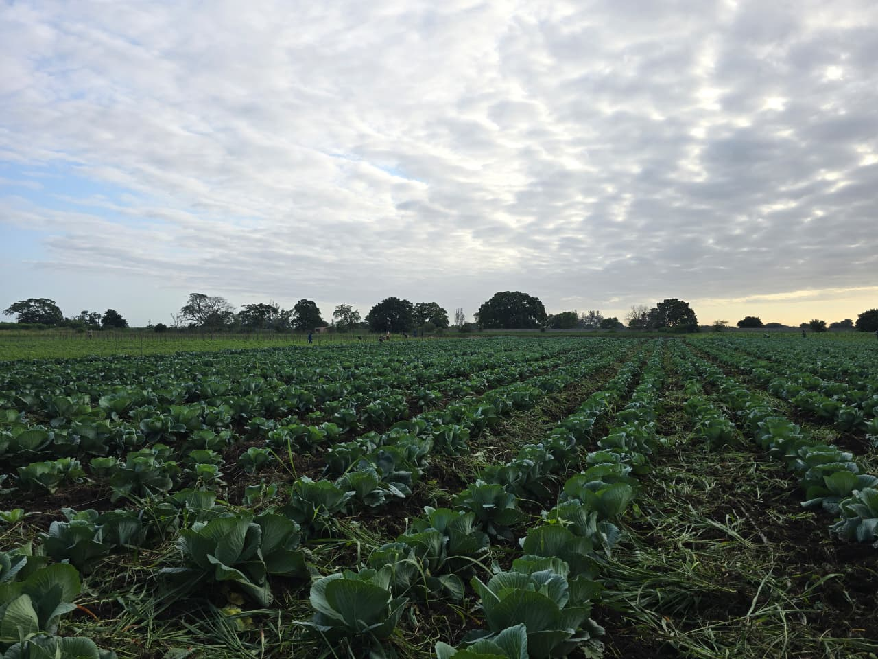 Cabbage rows growing in the smart agriculture operation