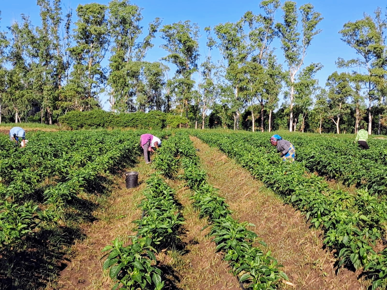Team harvesting peppers across the horticulture field