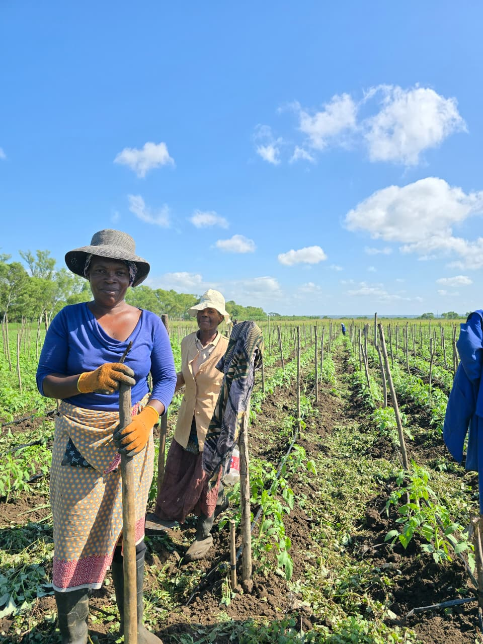 Workers standing in the staked tomato rows under a blue sky