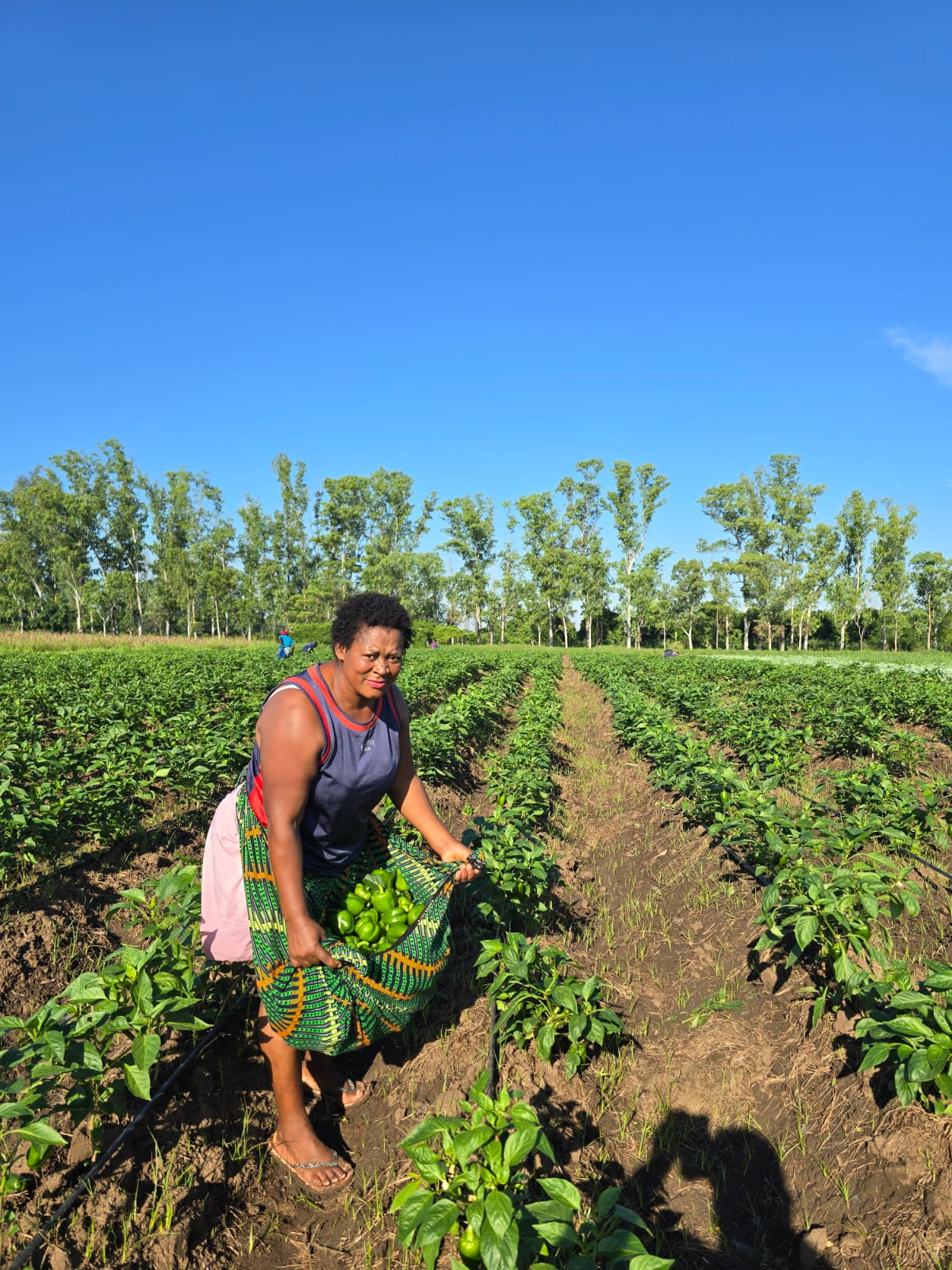 Farmer harvesting green peppers into a wrap