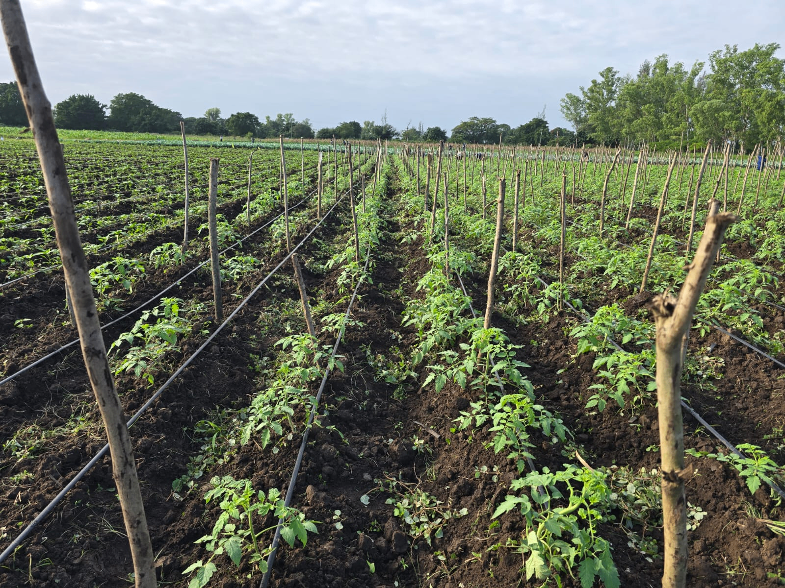 Young tomato rows under drip irrigation in the smart agriculture operation